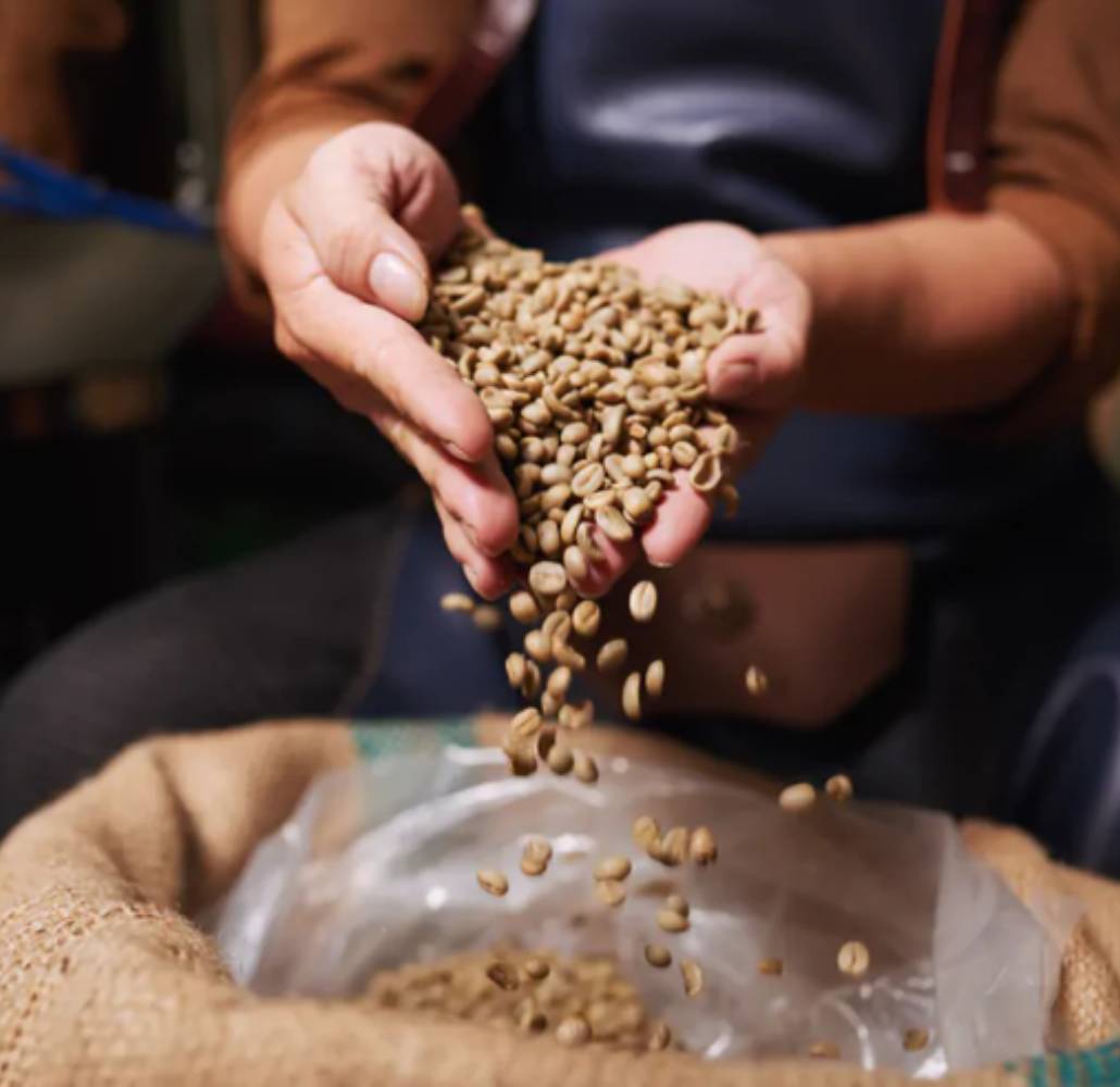 Granos de café arábica y café robusta